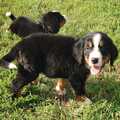 Nice Bernese Mountain Puppies