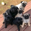 Pug Puppies
