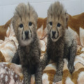 Two new cheetah cubs rescued for sale