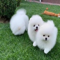 Pomeranian Puppies