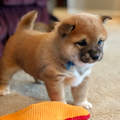 Shiba Inu