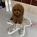 Toy Poodle Puppies