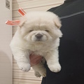 Chow chow Puppies For Sale