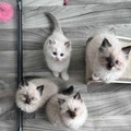 Ragdoll Kittens for Sale