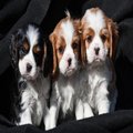 Cavalier King Charles Spaniel Puppies For Sale