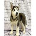 Siberian Husky puppies for sale