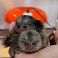 Pygmy Marmoset Monkey's (14 Weeks Old)