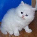 Stunning Persian Kitten For Re-homing.