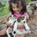 Beagle Puppies