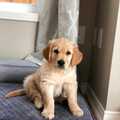 Golden Retriever puppies for adoption