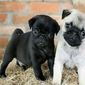 Black and fawn Pug puppies
