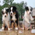 Australian Shepherd
