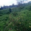 1/4 Acre Plots For Sale Nyeri