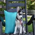 Siberian Husky Puppies