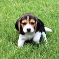 Beautiful Beagle puppies for sale
