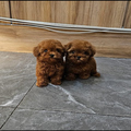 Toy Poodle Pups