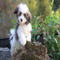Havanese puppies for adoption