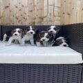 Amazing Beagle puppies for sale