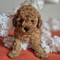 Beautiful poodle puppy, female