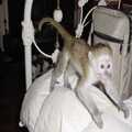 Fantastic capuchin monkeys for adoption