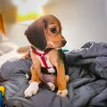 Cute Beagle puppies for sale
