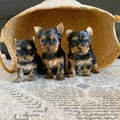 Yorkshire Terrier Puppeis