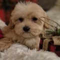 Maltipoo puppies