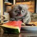 Marmoset Monkeys For Sale (Finger Monkeys For Sale)