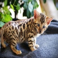 Male And Female Bengal kittens For Sale Now Ready To Go Home -