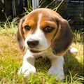 Stunning Beagle puppies for sale
