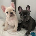 French Bulldog Puppies