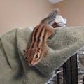 Male Siberian Chipmunk