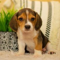 Adorable Beagle puppies for sale
