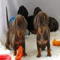 Dachshund Puppies