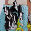 CKC Registered Red N White Male Boston Terrier Puppy