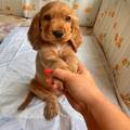 English Cocker Spaniel Puppies For Sale
