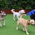 Luxury Dog Hotel near Me Safe & Loving Care for Your Pup!
