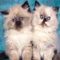 Himalayan Kittens Available for sale