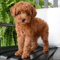 Pure breed Toy Poodle puppies for sale