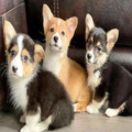 Pembroke Welsh Corgi puppies