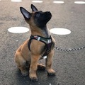 Belgian Malinois Puppies for sale