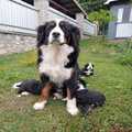Bernese Mountain Puppies