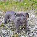 Cane Corso Puppies for sale