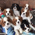 Cavalier king Charles Puppies