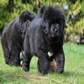 Beautiful Newfoundland puppies available for sale..7300930479