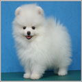 Awesome Pomeranian Puppies.