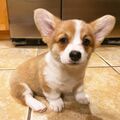 Pembroke Welsh Corgi Puppies for sale