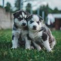 AKC Registered Siberian Husky Puppies Available