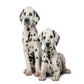 Male and Female Dalmatian Puppies