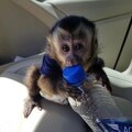 Top quality baby capuchin monkeys